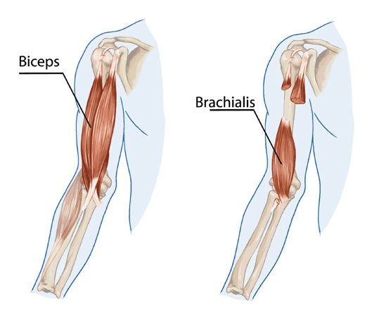 Biceps Brachialis